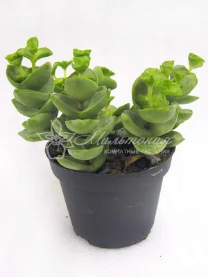 Суккулент Crassula Rupestris Tom Thumb (Крассула Рупестрис Том Тамб)  2.5см/3см - Завод ФЛОРА