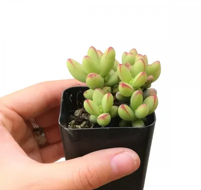 Crassula ovata 'Tricolor' - Крассула Триколор - Всё для флорариума