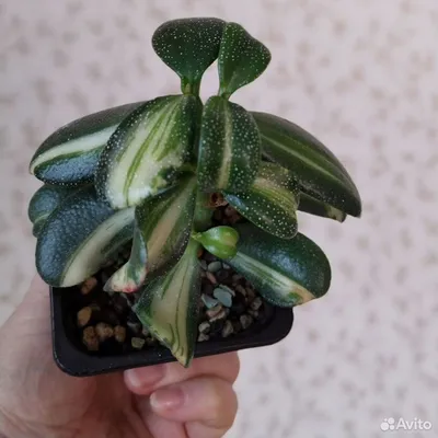 crassula ovata Hummel's Ghost / Helios | exoticplantshop.org