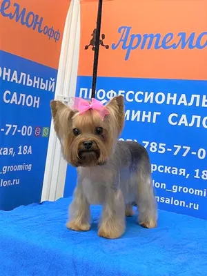 Прикольные стрижки собак | 🐶ПИТОМЕЦ.РУ🐱 | Дзен