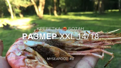 Продам: креветка ботан отборный в Владивостоке и Приморском крае