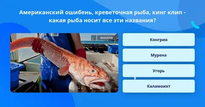 Креветочная рыба или конгрио Рыбу конгрио недаром называют креветочной рыбой:  ее вкус и правда напоминает вкус креветок. Мясо… | Instagram