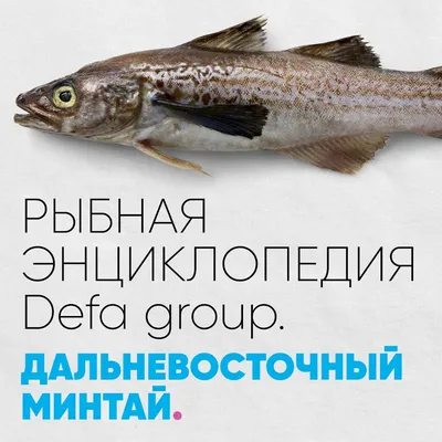 Конгрио - креветочная рыба стейк - описание и фото продукции в каталоге  брендов Fishretail.ru