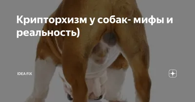 Крипторхизм у собак: в каком возрасте у щенков опускаются яички? | Dog  Breeds | Дзен