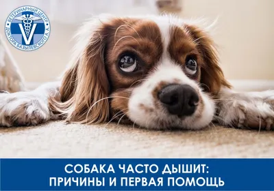 Пропала собака маламут Крипторх на ул. Железнодорожная, Котовск | Pet911.ru