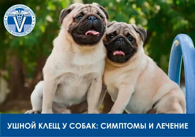 Воспаление на подушечке - Выращивание щенков - Лабрадор.ру собаки -  ретриверы