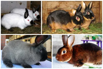 Кролики разных пород фото фото