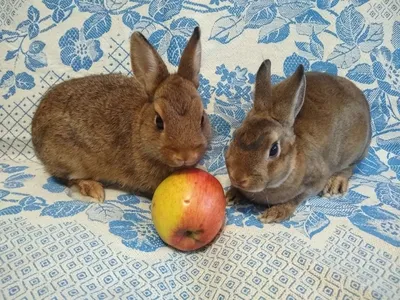 Кролики разных пород, Лубны: Кролики, крольчата на Agronet
