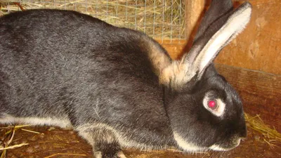 Карликовые кролики порода \"Львиноголовые\" - «Своенравная и агрессивная,но  любимая мадам» | отзывы
