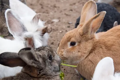 До полутысячи кроликов в хозяйстве: как воспоминания детства подтолкнули к  созданию собственной фермы