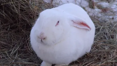 Кролики разных пород, Лубны: Кролики, крольчата на Agronet