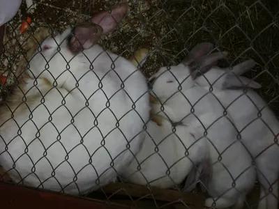 Разведение кроликов методика