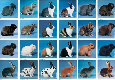 Какая порода кроликов лучше и выгоднее | Кролики. Разведение и содержание в  домашних условиях