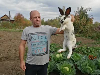 Продам/купить кролики разных пород, племенные - Сумская обл — Agro-Ukraine