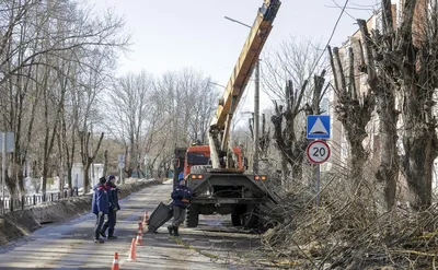 Кронирование деревьев в Туле: варварство или благоустройство? - Новости  Тулы и области - MySlo.ru