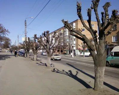 Деревья-обрубки на улицах Томска - vtomske.ru