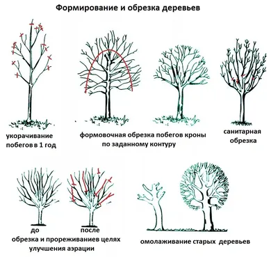 САД» — Обрезка, кронирование и спил деревьев в Самаре