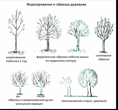 Кронирование деревьев в Туле | Низкие цены - высокое качество