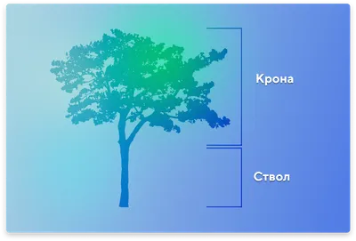 Что такое кронирование деревьев и зачем оно нужно? :: Главные новости ::  Новости :: О городе - Администрация и городская Дума муниципального  образования город-герой Новороссийск