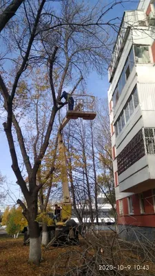 Кронирование деревьев в Московской области и Москве альпинистами
