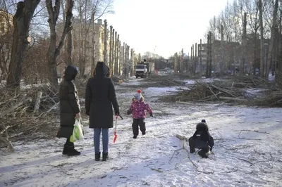 Выживут ли деревья-ампутанты: в Волгограде проверили кроны после омоложения  - KP.RU