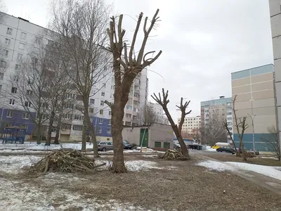 Кронирование деревьев — УК-Прикамье