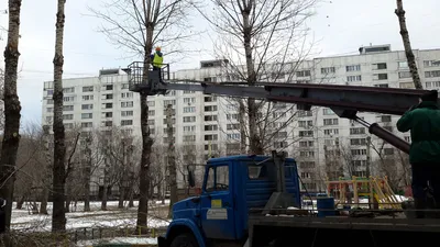 Кронирование деревьев. Услуги специалистов.