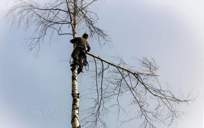 На центральной улице Таганрога началось кронирование деревьев