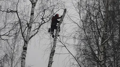 Кронирование деревьев в Москве и области, цены на обрезку деревьев