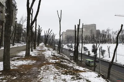 Кронирование деревьев