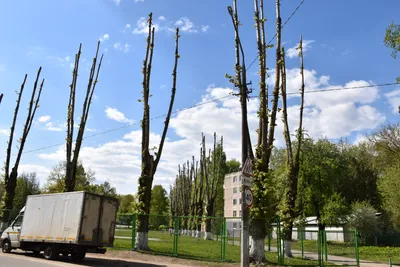 Обрезка деревьев