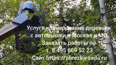 Кто и зачем уродует деревья в Харькове