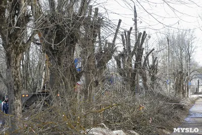 Кронирование деревьев в Туле: варварство или благоустройство? - Новости  Тулы и области – Фотогалерея, фото 8 - MySlo.ru