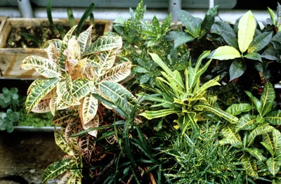 КОДИЕУМ (КРОТОН) ПЕТРА Диаметр 40 см Высота 180 см: экзотические растения с  оригинальными листьями 🌿 Greendekor