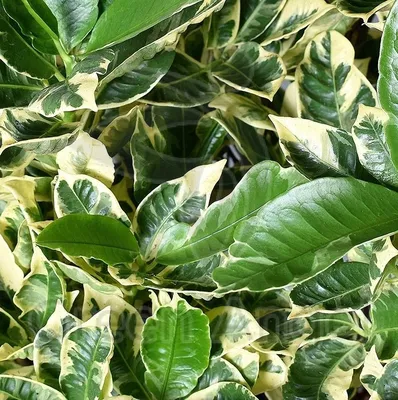 КОДИЕУМ (КРОТОН) ПЕТРА Диаметр 35 см Высота 150 см: экзотические растения с  оригинальными листьями 🌿 Greendekor