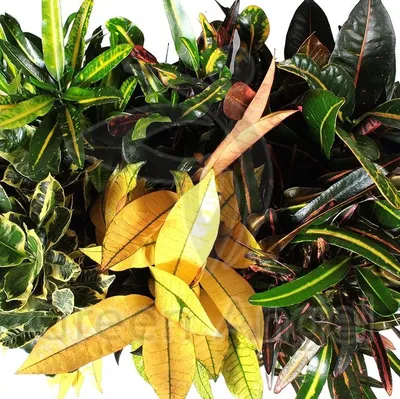 КОДИЕУМ (КРОТОН) ПЕТРА Диаметр 12 см Высота 20 см: экзотические растения с  оригинальными листьями 🌿 Greendekor