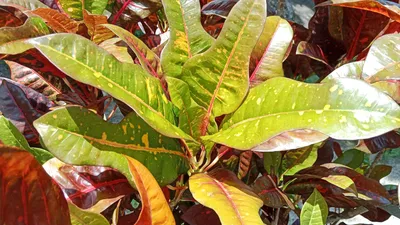 Кодиеум Мисс Айстон Кротон Croton Codiaeum Mrs Iceton Vertakt 30/140:  купить оптом в Москве