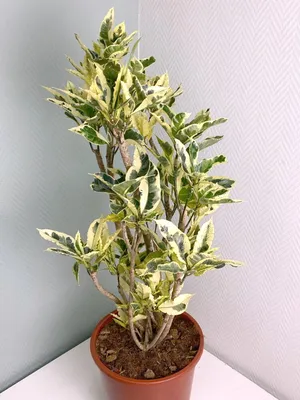 Кротон Тамара ⌀27 110 см купить в Москве с доставкой | Магазин растений  Bloom Story (Блум Стори)