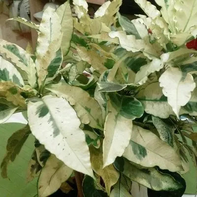 Кротон Тамара — купить в Красноярске. Горшечные растения и комнатные цветы  на интернет-аукционе Au.ru