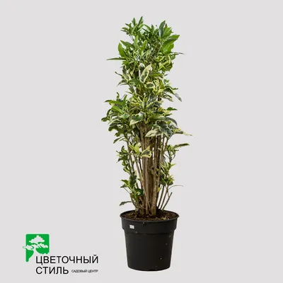 Кротон Тамара Codiaeum Tamara: 200 грн. - Комнатные растения Киев на Olx