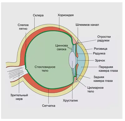Субконъюнктивальное кровоизлияние Конъюнктива глаза имеет множество мелких…  | Врач-офтальмолог Скрипник Юлия | Дзен