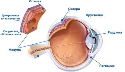 Отслойка сетчатки: причины и лечение. Операция при отслойке сетчатки