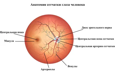 Отслоение сетчатки глаза - симптомы, причины, лечение с помощью операции и  профилактика