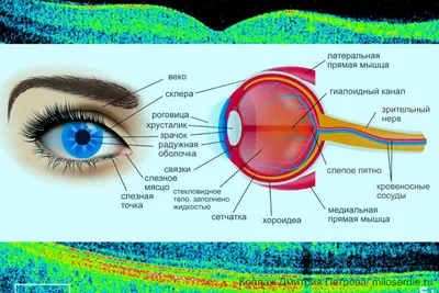 Разрыв сетчатки: причины, симптомы и лечение всех видов заболеваний в ФНКЦ  ФМБА