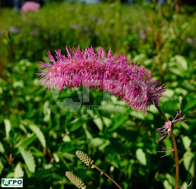 Кровохлебка лекарственная(Sanguisorba officinalis Tanna)