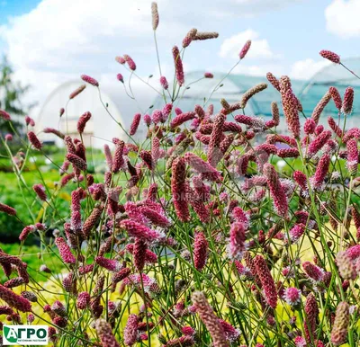 Кровохлебка тупая Pink Princess Sanguisorba obtusa - купить сорт в  питомнике, саженцы в Санкт-Петербурге