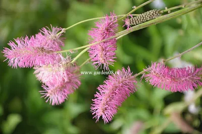 Кровохлебка белая (Sanguisorba sitchensis) купить в blumgarden.ru