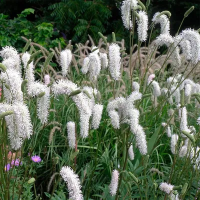 Кровохлебка лекарственная Red Thunder Sanguisorba officinalis - купить сорт  в питомнике, саженцы в Санкт-Петербурге