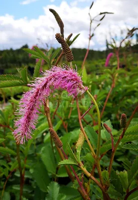 Кровохлебка лекарственная Beetlewings Sanguisorba officinalis Beetlewings -  купить сорт в питомнике, саженцы в Санкт-Петербурге