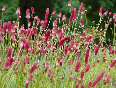 Кровохлебка тупая (Sanguisorba obtusa) - Кровохлёбка тупая